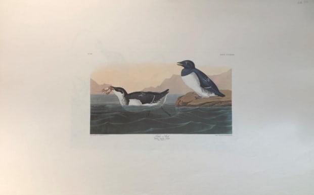 Little Auk 