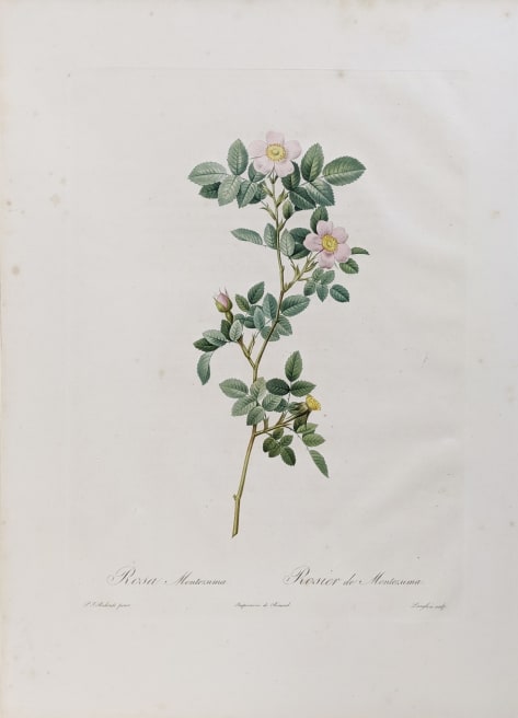 Rosa Montezuma, Rosier de Montezuma, Plate 71 
