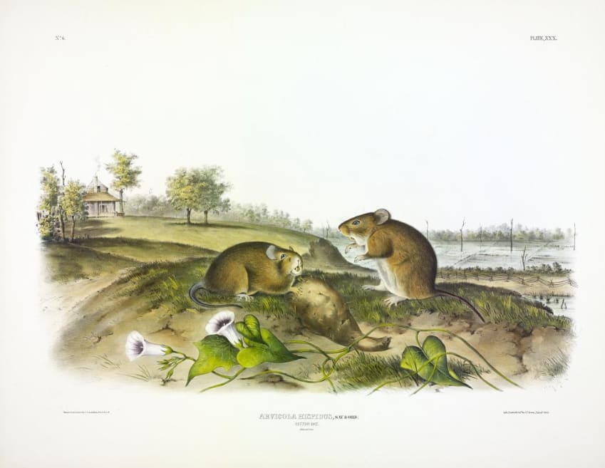 Arvicola hispidus, Say et Ord. Cotton Rat. (v. 1, no. 6, plate 30) 