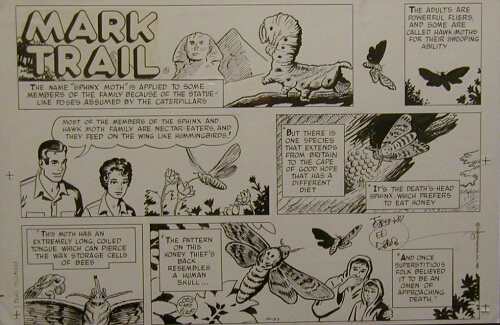 Mark Trail - Original Signed by Ed Dodd, Image 1.