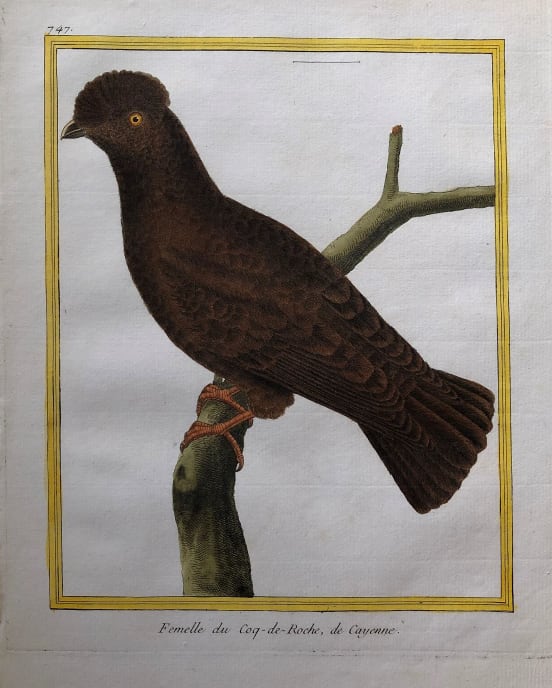 Fermelle de Coq de Roche de Cayenne by Francois-Nicolas Martinet 