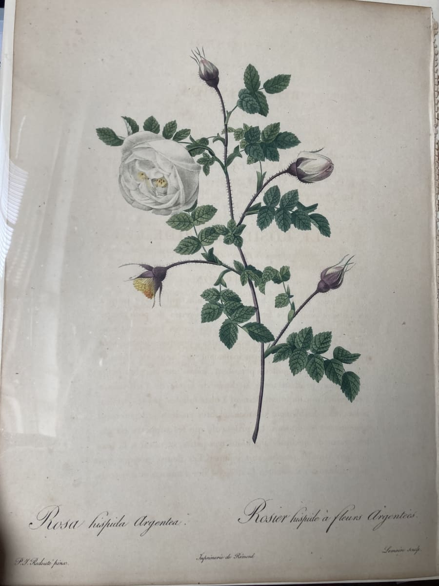 Rosa hispida Argentea by Pierre-Joseph Redouté 