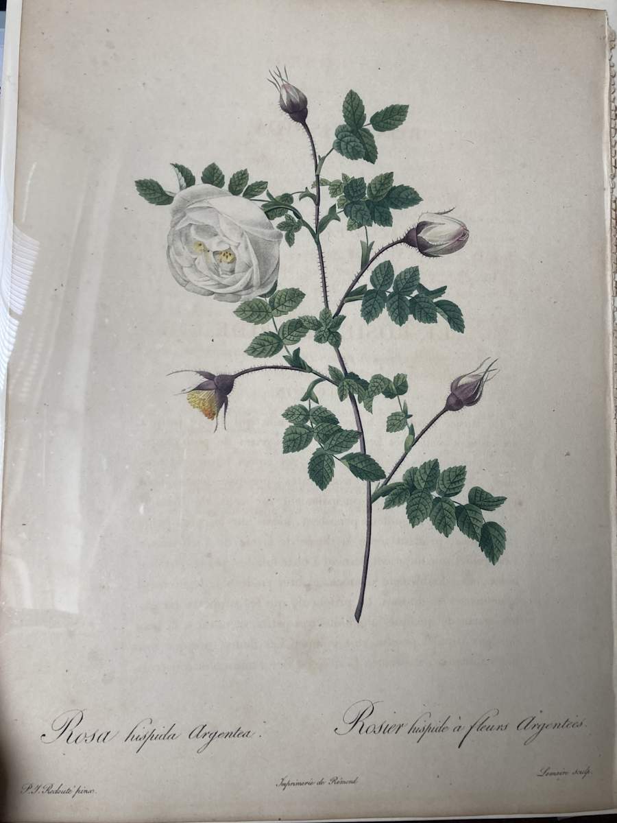 Rosa hispida Argentea by Pierre-Joseph Redouté, Image 1.