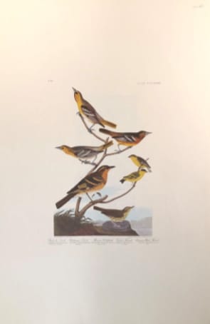 Bullock's Oriole 