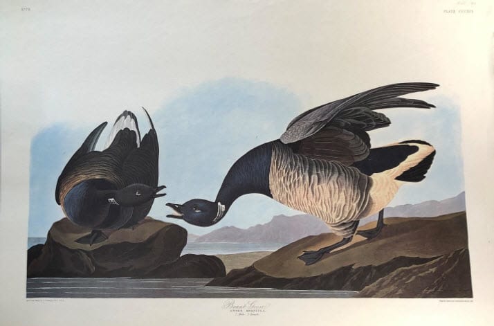 Brant Goose 