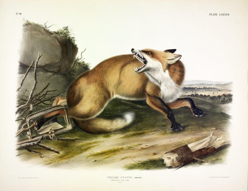 Vulpes fulvus, Desm. American Red Fox. (v. 2, no. 18, plate 87) 