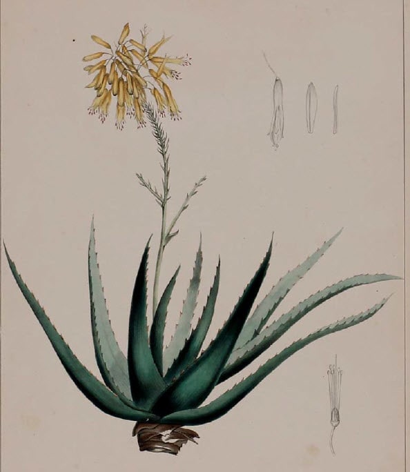 Aloe Vulgaris by RP Smith 