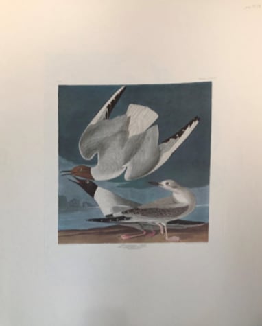 Bonapartian Gull 
