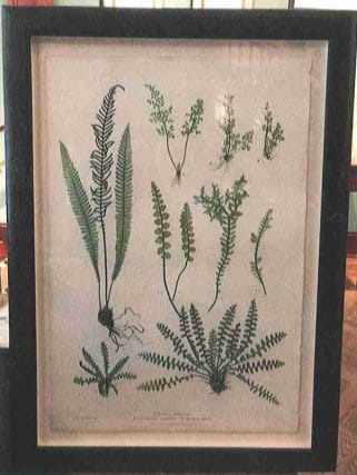 A. Ceterach officinarum B. Gymnogramma leptophylla C. Blechnum Spicant by Thomas Moore 