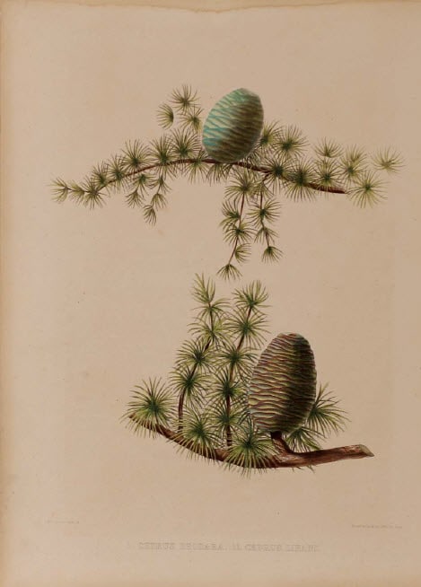 Cedrus Deodara/Cedrus Libani 