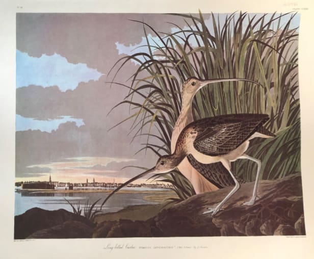 Long Billed Curlew 