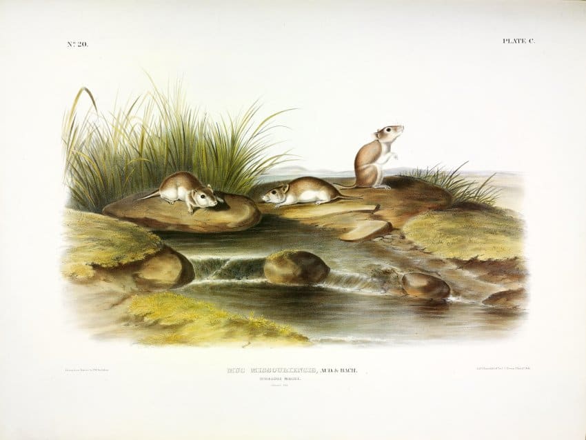 Mus missouriensis, Aud. & Bach. Missouri Mouse. (v. 2, no. 20, plate 100) 
