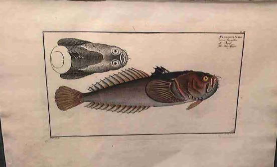 Uranoscopus Scaber, The Star-Gazer 