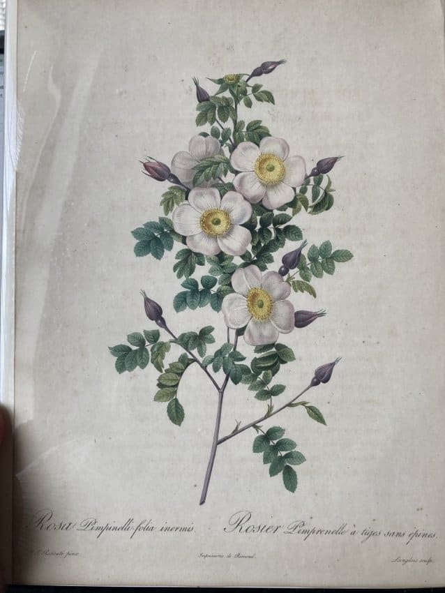 Rosa Pimpinelli-folia inermis by Pierre-Joseph Redouté 