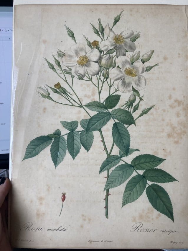 Rosa moschata by Pierre-Joseph Redouté 