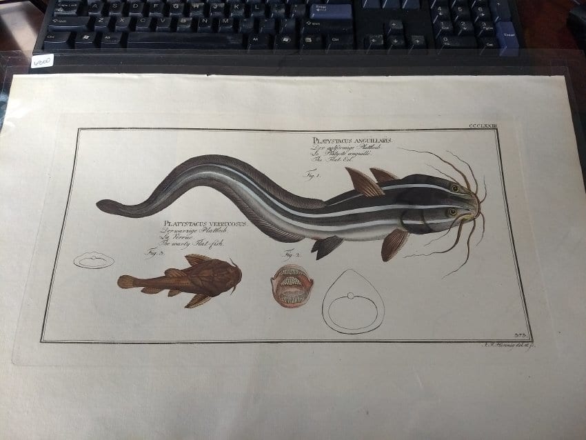 Platystacus Verrucosus (The warty Flat-fish), Plate 373, Platystacus Anguillaris (The Flat-Eel), ... 