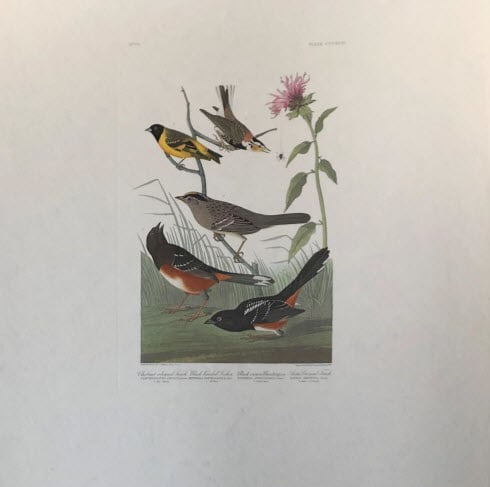 Chestnut Colored Finch 