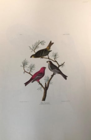 Pine Grosbeak 