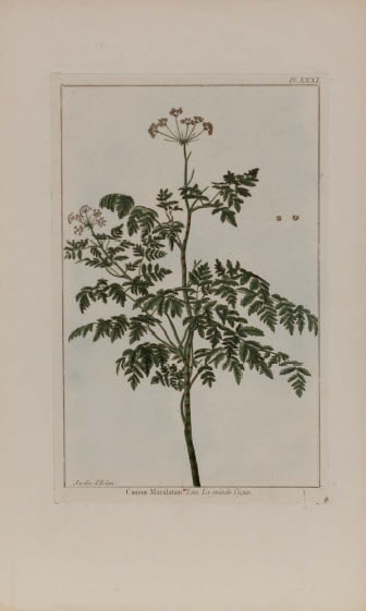 Conium Maculatum by Philip Miller 