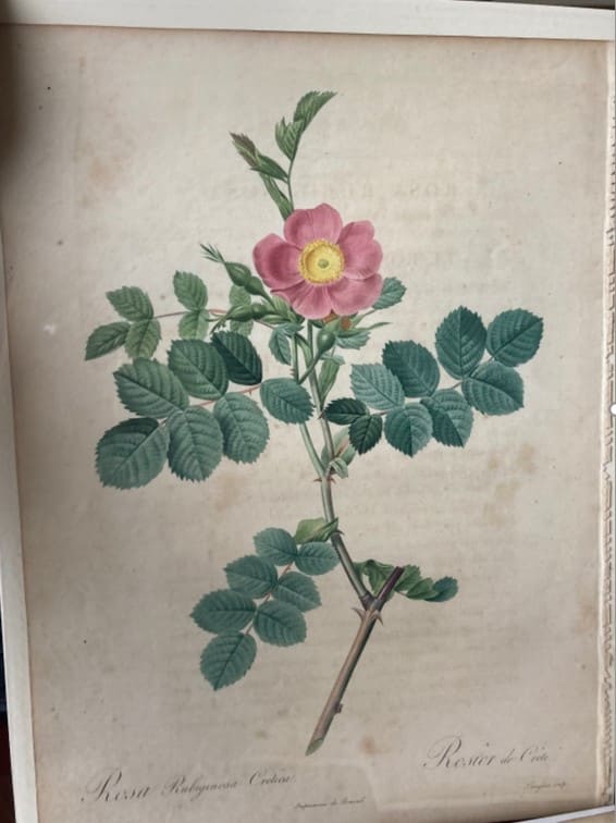 Rosa Rubiginosa Cretica by Pierre-Joseph Redouté 