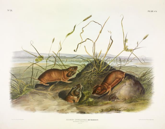 Geomys douglassii, Rich. Columbia Pouched-Rat (v. 3, no. 21, plate 105) 