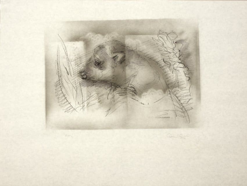 Bear by Daryl Trivieri 
