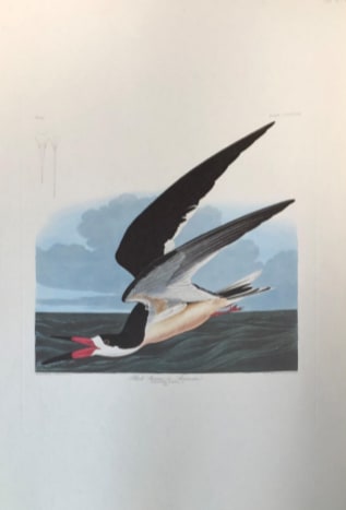 Black Skimmer or Shearwater 