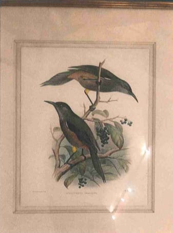 Acrulocercus Braccatus 