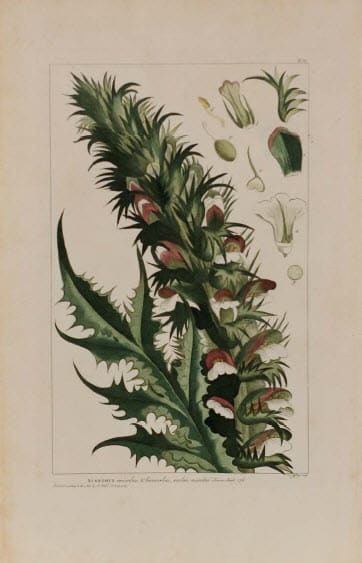 Acanthus by Philip Miller 