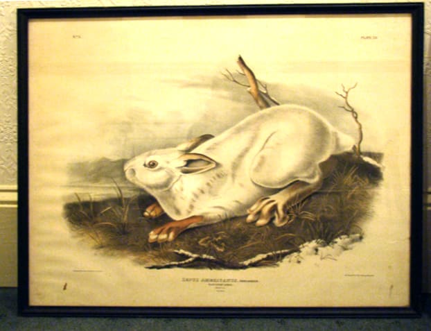Northern Hare 