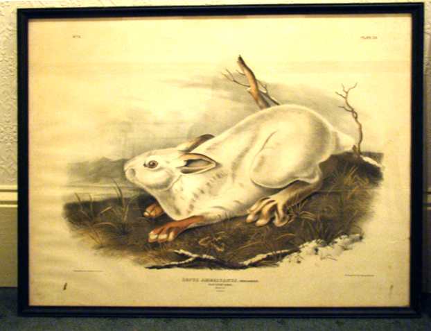 Northern Hare, Image 1.