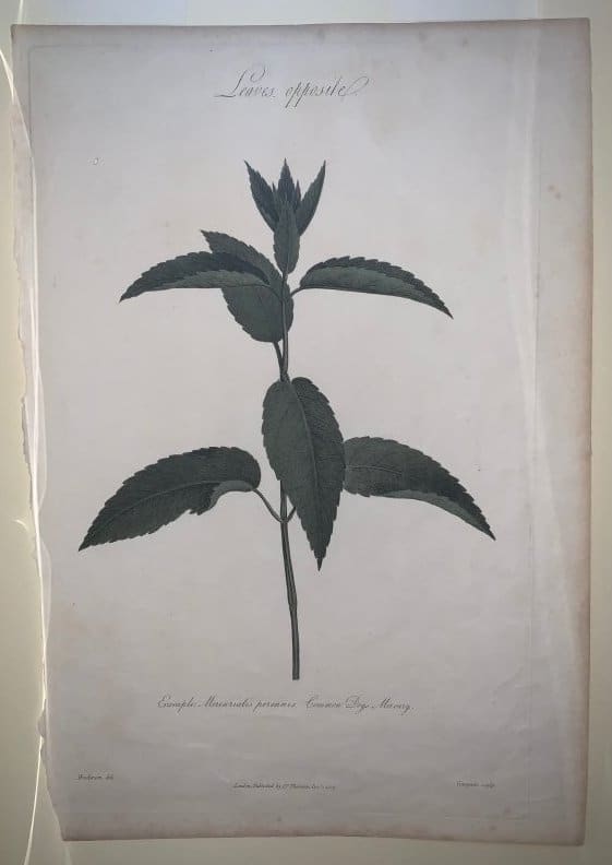 Example Mercurialis Perennis, Common Dogs Mercury by Robert Thornton 