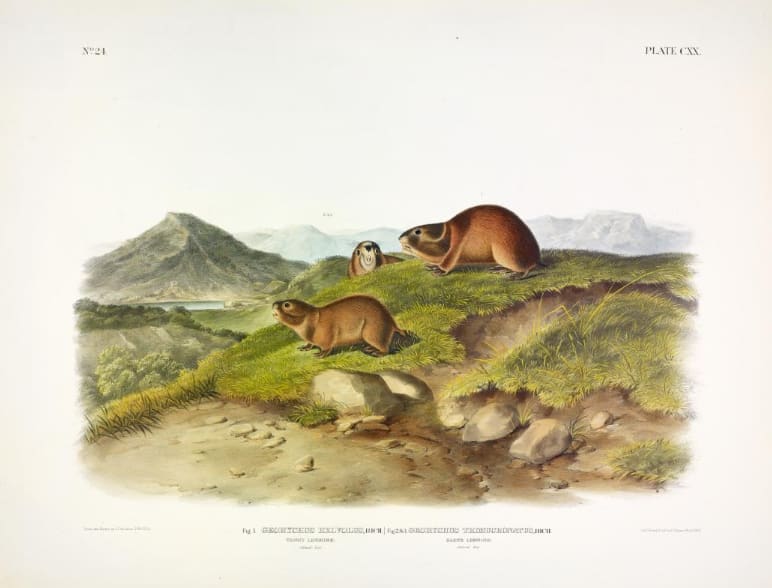 (Fig. 1) Georychus helvolus, Rich. Tawny Leming. (Fig's 2. & 3.) Georychustrimucronatus, Rich. Ba... 