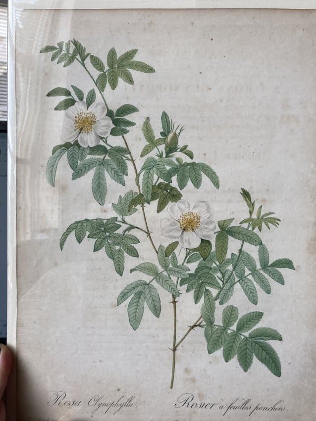 Rosa Clynophylla by Pierre-Joseph Redouté 