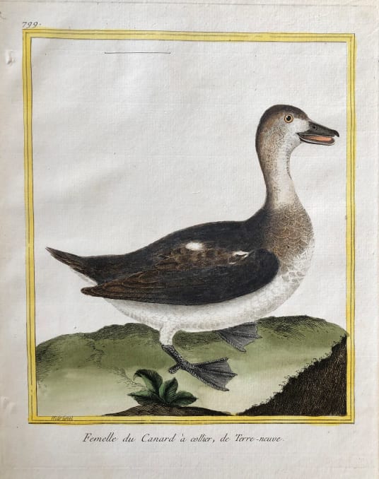 Fernelle du Canard a Collier de Terre-Neuve by Francois-Nicolas Martinet 