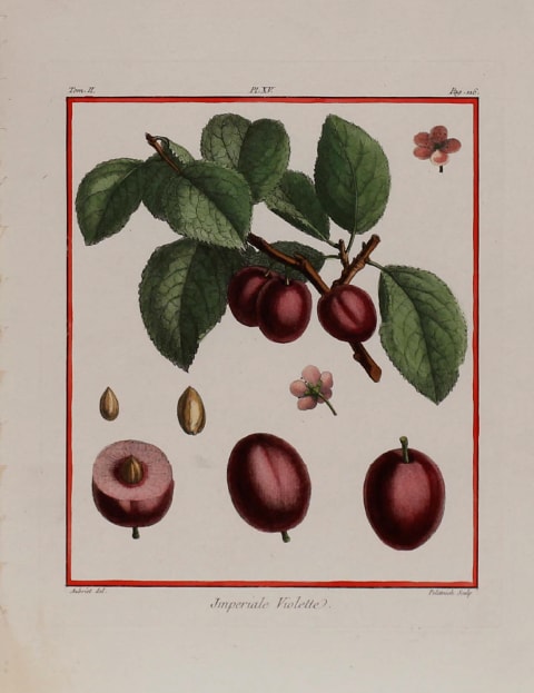 Plate 15, Imperiale violette by Claude Aubriet 