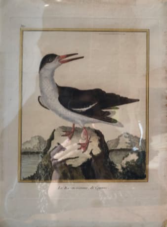 Le Bec-en-Ciseaux, de Cayenne by Francois-Nicolas Martinet 