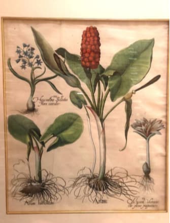 Arum by Basilius Besler 