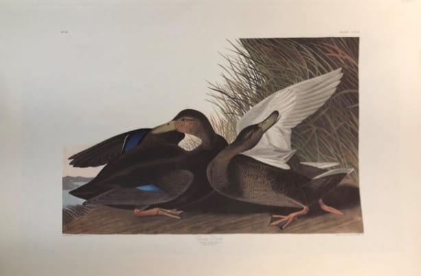 Dusky Duck 