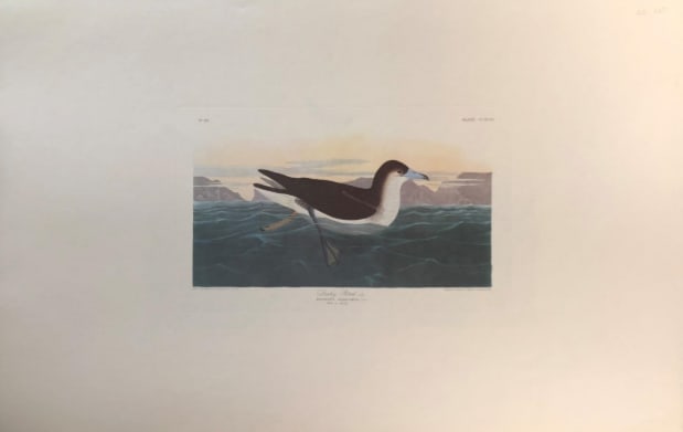Dusky Petrel 