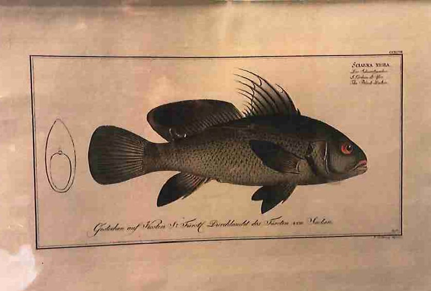 Plate 207,	Sciaena nigra,	The Black-Amber 
