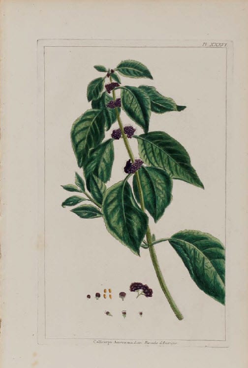 Callicarpa Americana by Pierre-Joesph Buchoz 