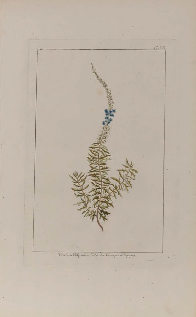 Plate 100,	Veronica hispanica by Unknown Artist 