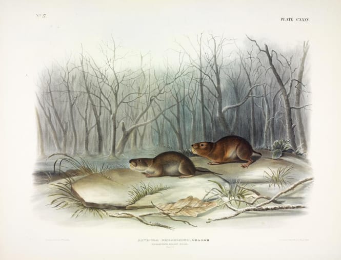 Arvicola richardsonii, Aud. & Bach. Richardson's Meadow Mouse. (v. 3, no. 27, plate 135) 