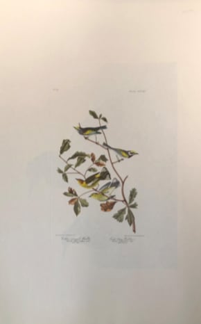 Golden Winged Warbler & Cape May Warbler 