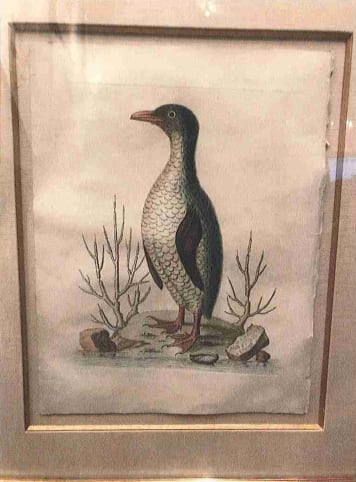 Penguin, 19 by George Edwards 