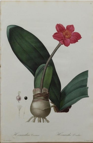 Haemanthus Coccineus (April Fool), Plate 39. by Pierre-Joseph Redoute 