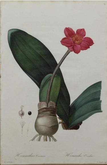 Haemanthus Coccineus (April Fool), Plate 39. 