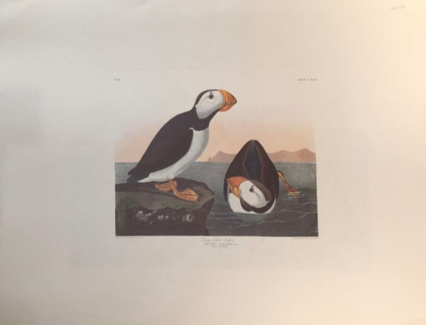 Large Billed Puffin 