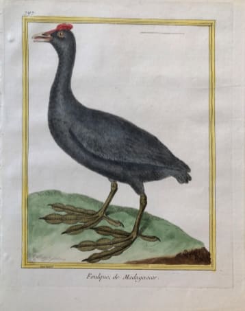 Foulque de Madagascar by Francois-Nicolas Martinet 